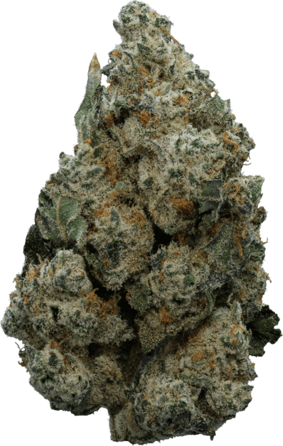 Tiramisu Teeth image 1